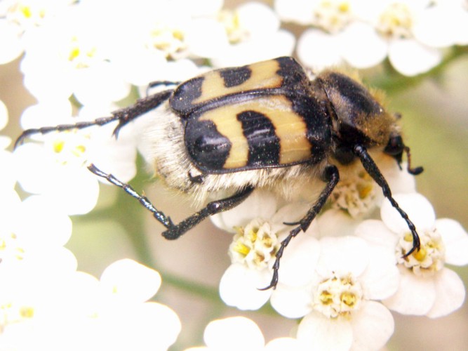 da identificare: Trichius fasciatus